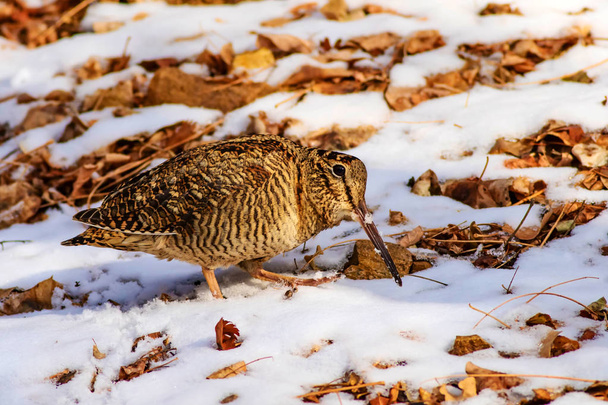 Pájaro camuflaje woodcock. Hojas secas de color marrón y fondo de nieve.. Ave: Eurasian Woodcock. Scolopax rusticola
. - Foto, imagen