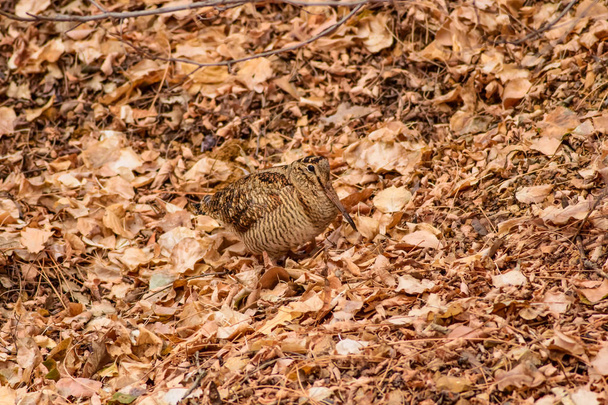 Camouflage bird. Woodcock. Dry leaves. Brown nature background. Bird: Eurasian Woodcock. Scolopax rusticola . - Photo, Image