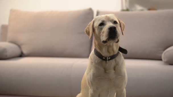 Beautiful golden retriever dog patiently sitting near sofa, waiting for owner - Кадри, відео