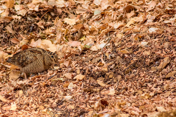 Álcázás madár. Woodcock. Száraz levelek. Brown természet háttere. Madár: eurázsiai erdei szalonka. (Scolopax rusticola) . - Fotó, kép
