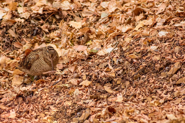 Pájaro camuflaje. Woodcock. Hojas secas. Fondo de naturaleza marrón. Bird: Eurasian Woodcock. Scolopax rusticola
 . - Foto, imagen