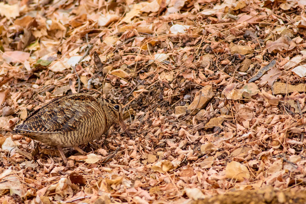 Pájaro camuflaje. Woodcock. Hojas secas. Fondo de naturaleza marrón. Bird: Eurasian Woodcock. Scolopax rusticola
 . - Foto, Imagen
