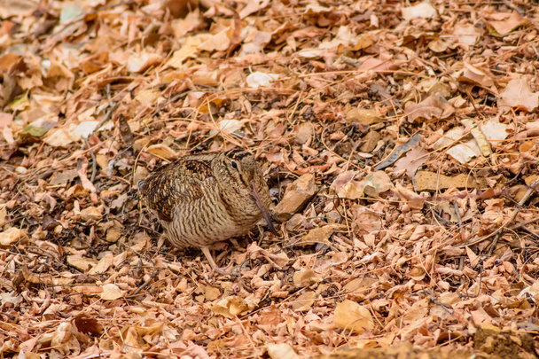 Pájaro camuflaje. Woodcock. Hojas secas. Fondo de naturaleza marrón. Bird: Eurasian Woodcock. Scolopax rusticola
 . - Foto, Imagen