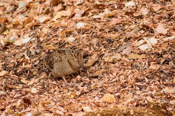 Camouflage bird. Woodcock. Dry leaves. Brown nature background. Bird: Eurasian Woodcock. Scolopax rusticola . - Photo, Image