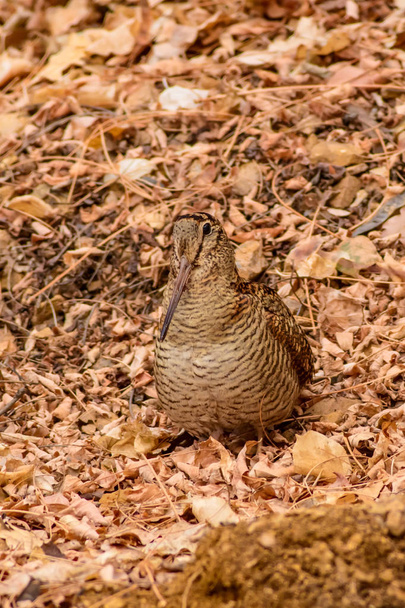 Pájaro camuflaje. Woodcock. Hojas secas. Fondo de naturaleza marrón. Bird: Eurasian Woodcock. Scolopax rusticola
 . - Foto, imagen