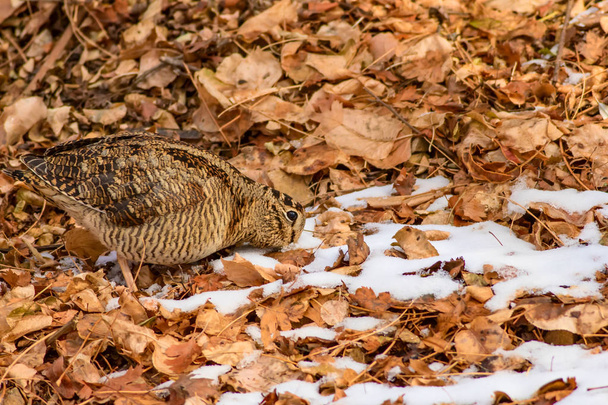 Kamuflaj kuş woodcock. Kahverengi kuru yapraklar ve kar. Kuş: Avrasya Woodcock. Scolopax rusticola. - Fotoğraf, Görsel