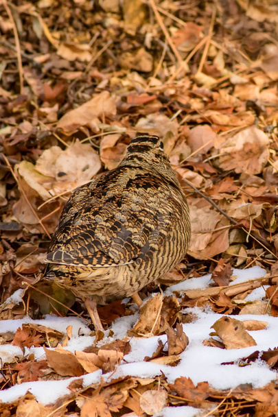 Camouflage bird woodcock. Brown dry leaves and snow. Bird: Eurasian Woodcock. Scolopax rusticola. - Fotó, kép