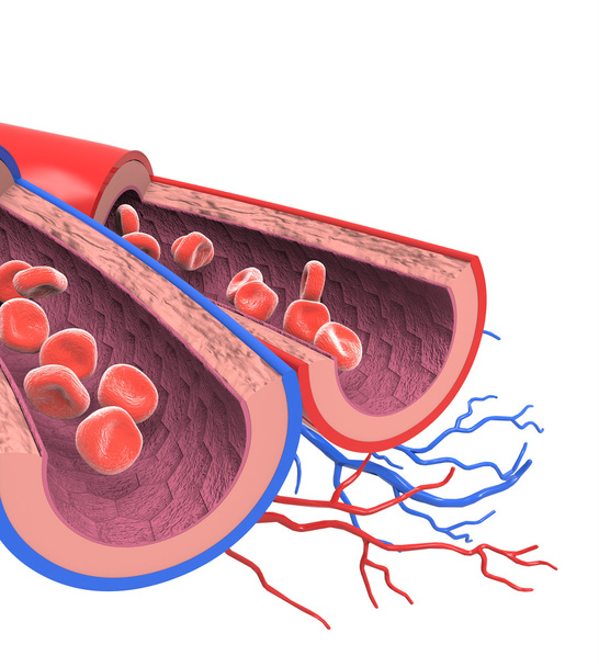 Arteries and veins - Photo, Image