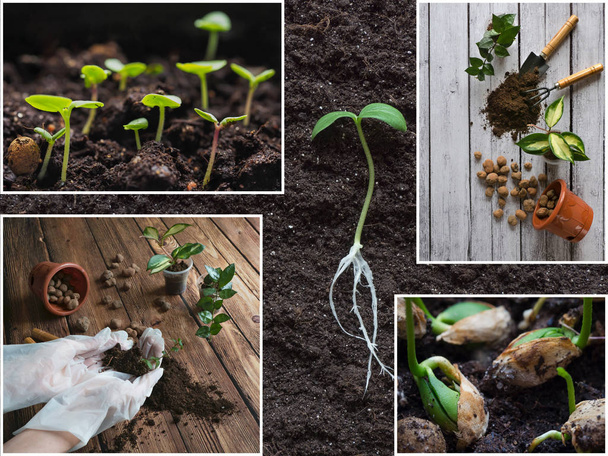 Collage la germinación que muestra las plántulas. Concepto de plantas de cultivo
 - Foto, Imagen