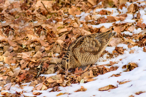 Camouflage bird woodcock. Brown dry leaves and snow. Bird: Eurasian Woodcock. Scolopax rusticola. - Photo, Image