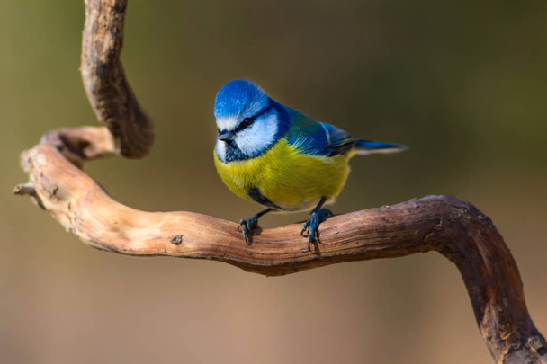Mignon petit oiseau coloré. Blue Tit. Fond naturel. Espèce d'oiseau : Mésange bleue. Cyanistes caeruleus
. - Photo, image