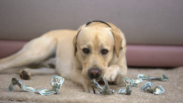 Tuhma täysiverinen koira pureskelee dollarin seteleitä, puute talon lemmikkieläinten kurinalaisuutta
 - Materiaali, video