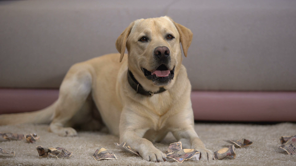Αστείο Λαμπραντόρ σκύλος βρίσκεται κοντά σε σχισμένο ιαπωνικό γιεν τραπεζογραμμάτια, PET λανθασμένη συμπεριφορά - Πλάνα, βίντεο