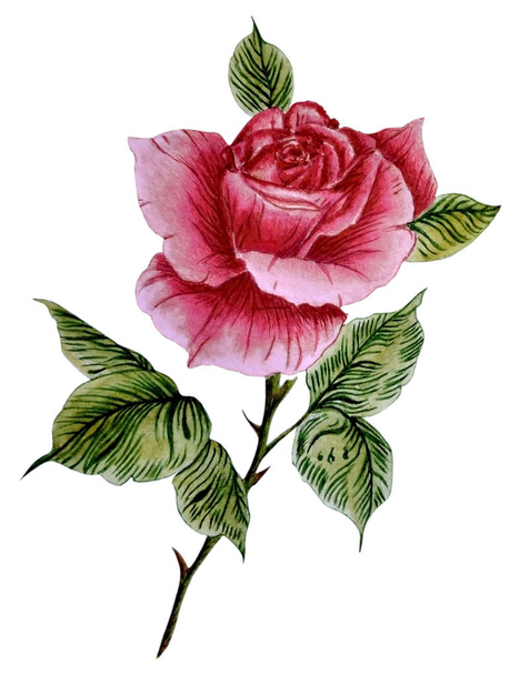Illustrazione ad acquerello con una bella rosa rossa
 - Foto, immagini