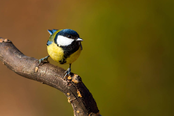 Cute little bird. Great tit. Nature background. - Foto, Bild