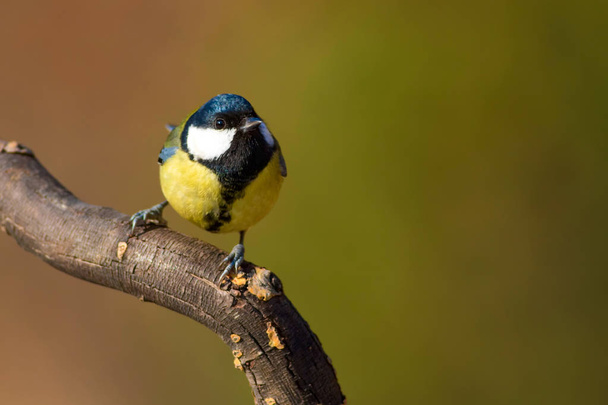 Cute little bird. Great tit. Nature background. - Foto, Bild