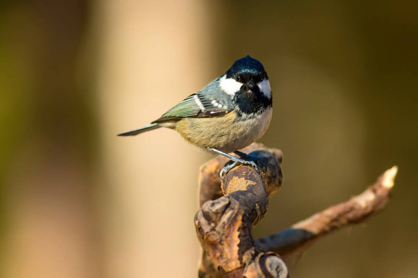 Cute little bird. Nature background. Park, garden forest bird: Coal tit.  - Foto, Bild