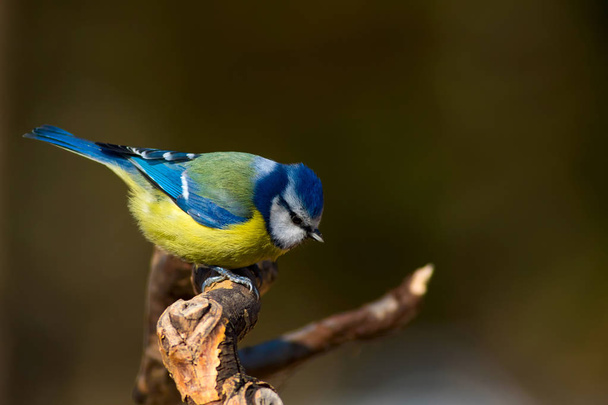 Χαριτωμένο πολύχρωμο πουλί. Φυσικό φόντο. Κοινό πουλί: ευρασιατικό μπλε βυζί. Κυανιαζες. - Φωτογραφία, εικόνα