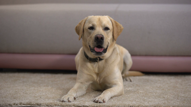 Mooie raszuivere Labrador Retriever hond liggend op tapijt, wachten op eigenaar - Video