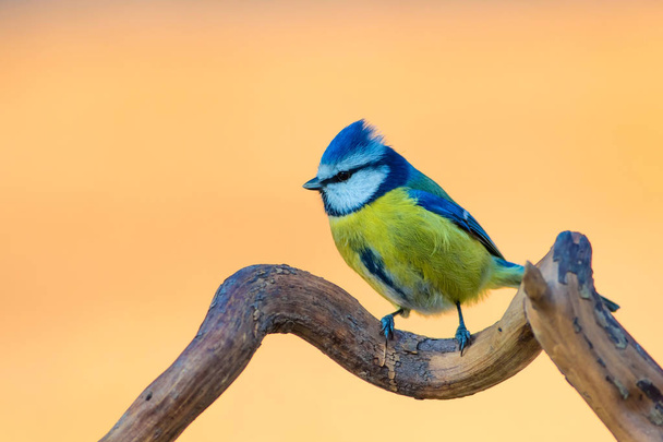 Söpö värikäs lintu. Luonnon tausta. Tavallinen lintu: Euraasian sininen tissi. syanistit caeruleus
. - Valokuva, kuva