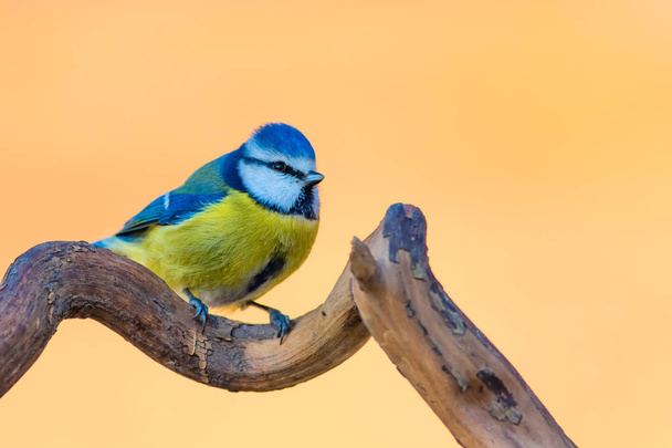 Милая красочная птица. Природа. Обычная птица: Евразийская голубая синица. Cyanistes caeruleus
. - Фото, изображение