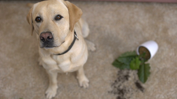Hauska labrador noutaja koira istuu lähellä rikki ruukkukasvi, ilkikurinen lemmikki
 - Materiaali, video