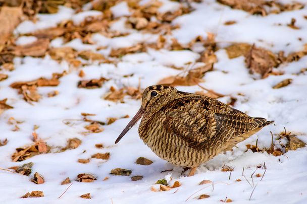 Pájaro camuflaje woodcock. Hojas secas y fondo de nieve marrón. Bird: Eurasian Woodcock. Scolopax rusticola
. - Foto, imagen