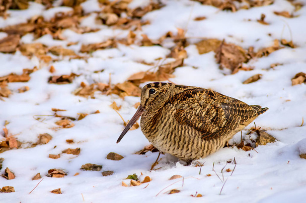 Pájaro camuflaje woodcock. Hojas secas y fondo de nieve marrón. Bird: Eurasian Woodcock. Scolopax rusticola
. - Foto, Imagen