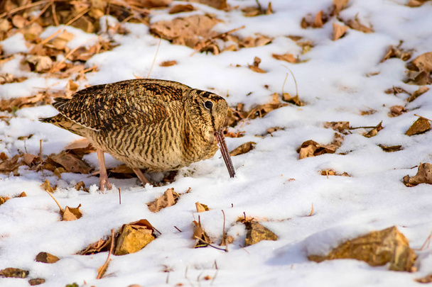 Pájaro camuflaje woodcock. Hojas secas y nieve. Bird: Eurasian Woodcock. Scolopax rusticola
. - Foto, imagen