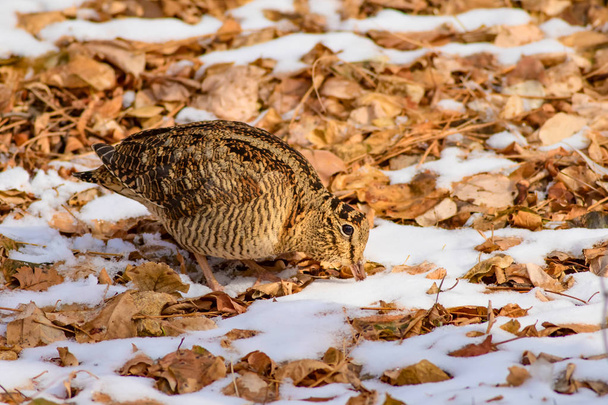 Camouflage bird woodcock. Brown dry leaves and snow. Bird: Eurasian Woodcock. Scolopax rusticola. - Photo, Image
