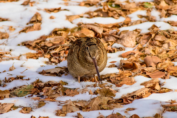Kamuflaj kuş woodcock. Kahverengi kuru yapraklar ve kar. Kuş: Avrasya Woodcock. Scolopax rusticola. - Fotoğraf, Görsel