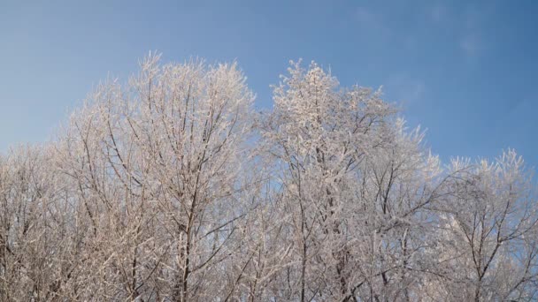 snow covered trees - Footage, Video