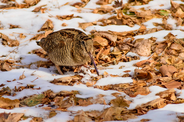 Woodcock. Snow and dry leaves background. Bird: Eurasian Woodcock. Scolopax rusticola. - Photo, Image