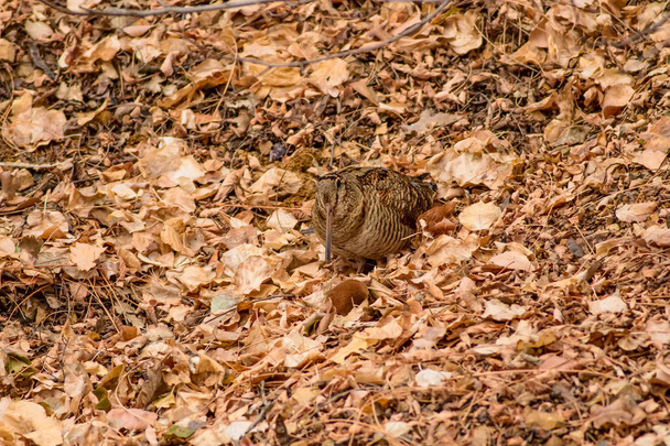 Woodcock. Fondo de nieve y hojas secas. Bird: Eurasian Woodcock. Scolopax rusticola
. - Foto, imagen