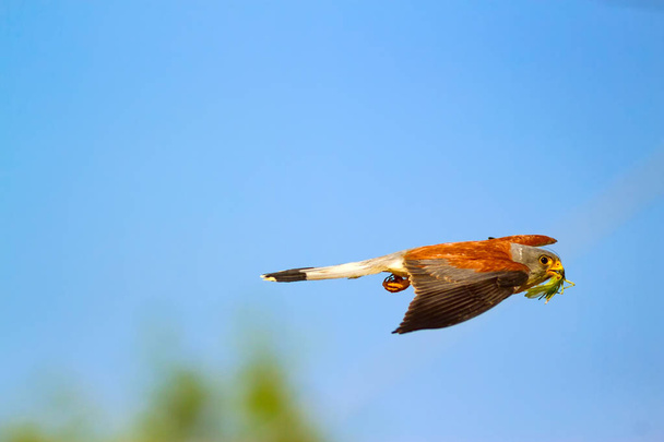 その狩りで飛ぶハヤブサ。鳥:レッサー・ケストレル。ファルコ・ナウマンニ青空の背景. - 写真・画像