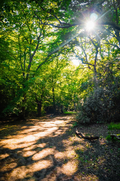 Ηλιακό φως με αναλαμπή φακού που σπάει μέσα από κλαδιά δέντρων σε δάσος Έππινγκ, Λονδίνο, Ηνωμένο Βασίλειο. - Φωτογραφία, εικόνα