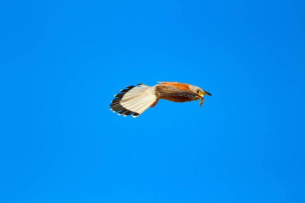 Faucon volant avec sa chasse. Oiseau : Petit Crécerelle. Falco naumanni. Fond bleu ciel
. - Photo, image