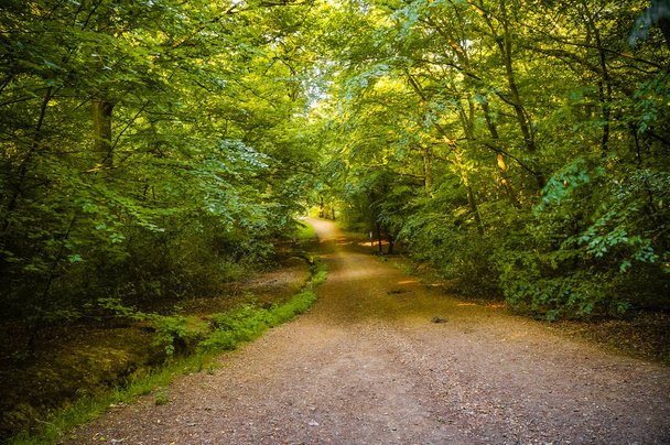 Όμορφο δάσος με ένα ήρεμο μονοπάτι πεζοπορίας και φυλλοβόλα πράσινα δέντρα στις πλευρές. (Περπατώντας στο δάσος, Έσσεξ, UK) - Φωτογραφία, εικόνα