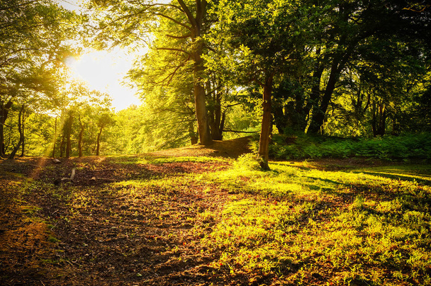 Природний фон: мальовничий ліс зі свіжих зелених листяних дерев з яскравим сонцем, що виливає свої промені світла через листя
. - Фото, зображення