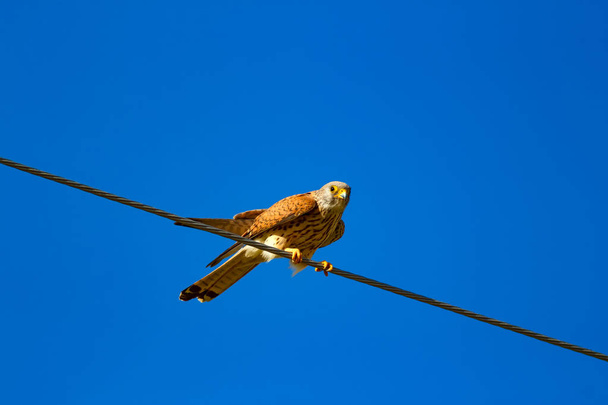 Repülő Sólyom a vadászat. Madár: kis vércse. Falco naumanni. Kék égbolt háttér. - Fotó, kép