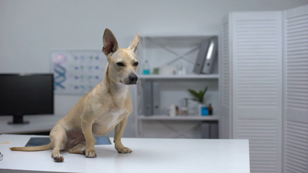Наляканий собака сидить на столі у клініці тварин, чекає ветеринарного огляду
 - Кадри, відео
