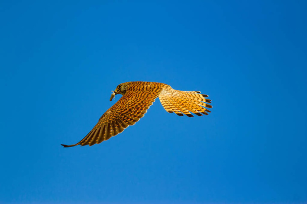 Летящий сокол с охотой. Лессер Кестрел. Falco nauhabi. Голубой фон неба
. - Фото, изображение