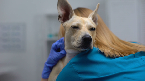 Caring veterinarian stroking and hugging scared ill homeless dog at pet clinic - Footage, Video