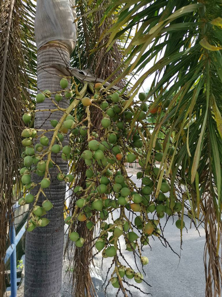 un bouquet de fruits de l'areca catechu sur l'arbre
 - Photo, image