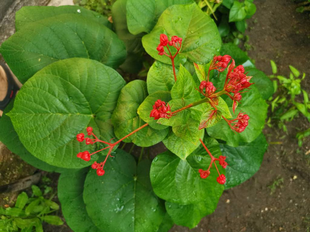 topview of clerodendrum japonica plant - Photo, Image