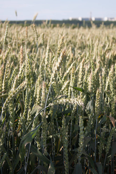 pšenice - Fotografie, Obrázek