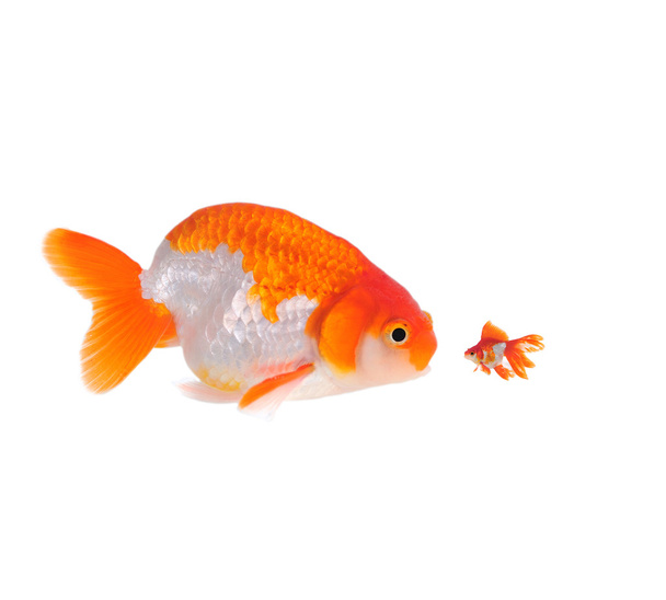 Gold fish isolated on white - Photo, Image