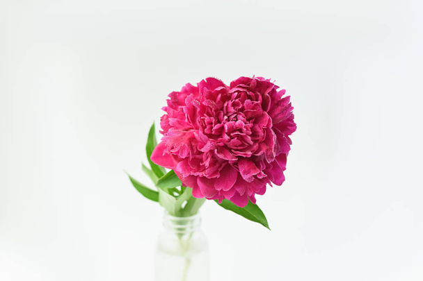 白い孤立した背景にガラスの花瓶に赤いピオニーの花。新鮮な花.選択的な焦点。水平フレーム. - 写真・画像