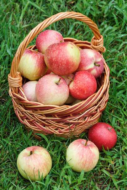 Gerade gepflückte Äpfel im Weidenkorb auf grünem Gras im Garten. - Foto, Bild
