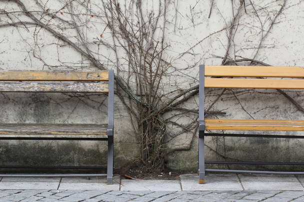 sterven boom op muur tussen rust houten retro stoel in het vroege winterseizoen in het openbare park, oude rustige situatie, reisbestemming, Uptown wallpaper - Foto, afbeelding